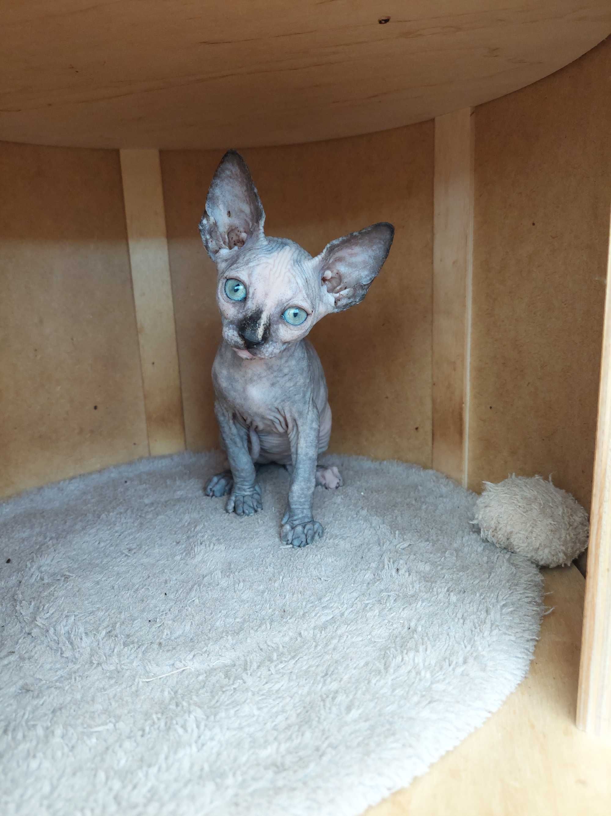 Gatinhos  Sphynx macho e fêmea