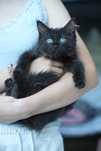 Kocurek czarny black solid ragdoll/cherubim