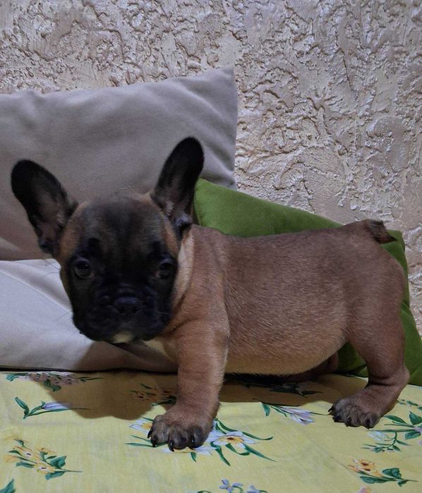 щенки французкий бульдог