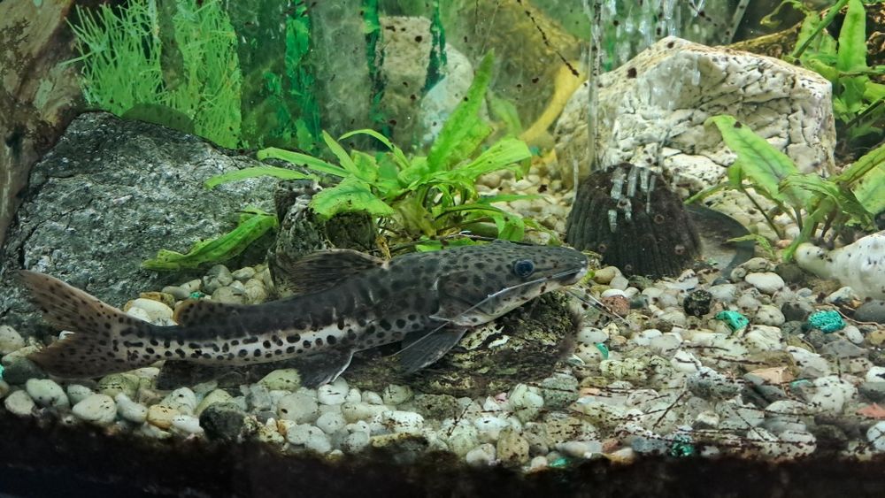 Sprzedam suma ok 20cm