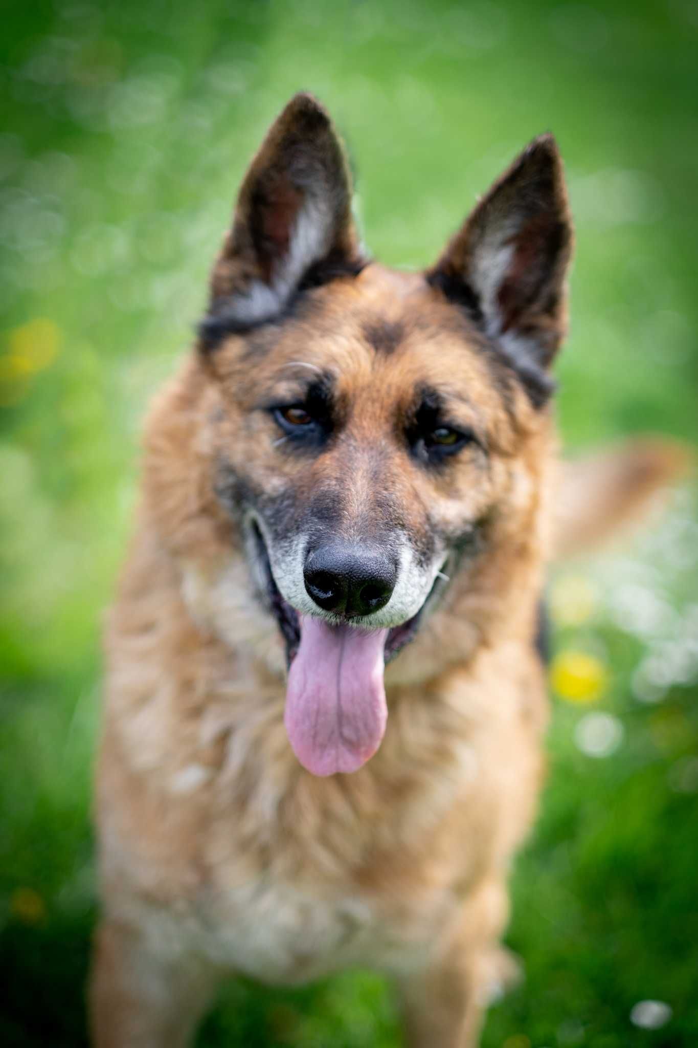 owczarki Pat i Mat do adopcji