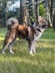 Akita Inu FCI szczeniak suczka