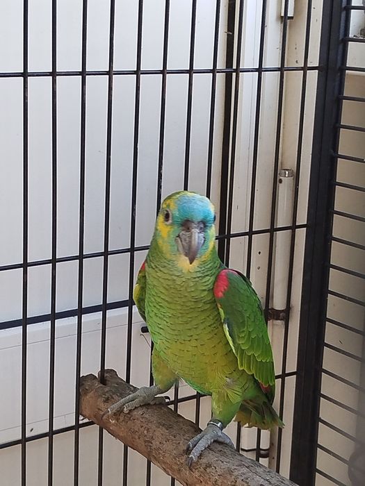 Amazona aestiva aestiva