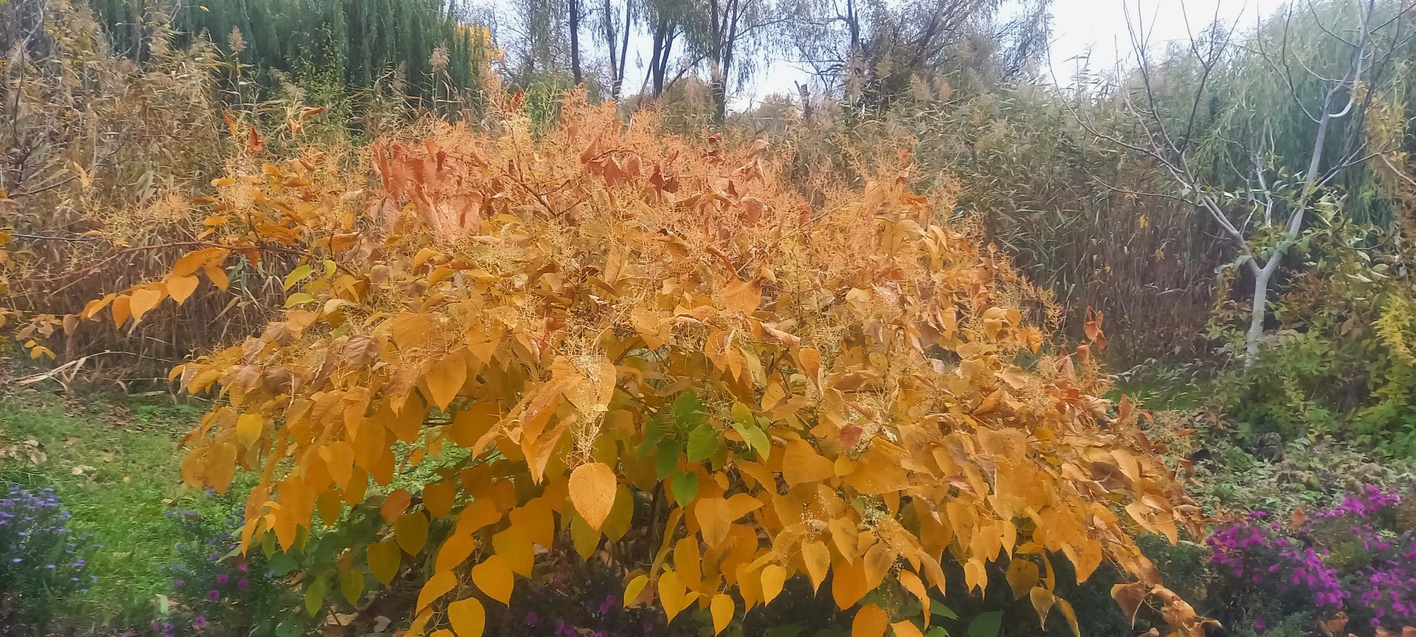 Саджанці горець Сахалінський