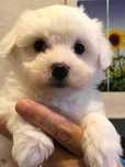 Bichon Maltês Femea de Excelente Linhagem