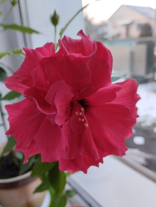 Гибискусы  комнатные