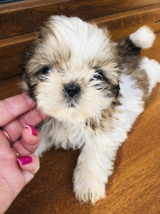 Shih tzu szczeniaczek