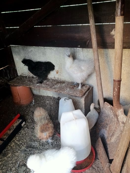 Vendo sedosas galinhas muito bonitas