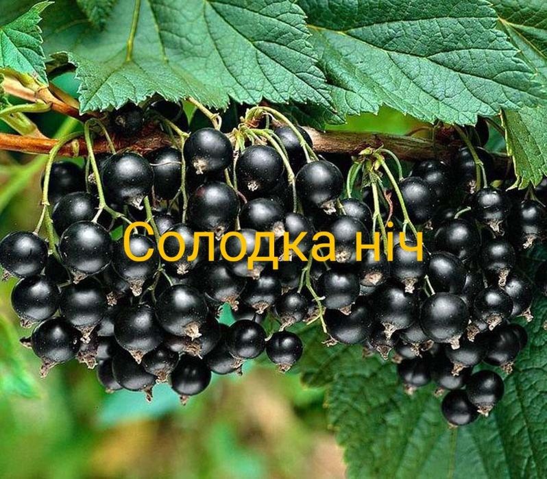 Саженцы плодовых кустов