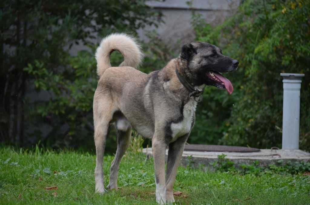 Kangal Sivas import Turcja. D.K.BUBU FCI