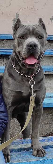 Кобель  Кане Корсо