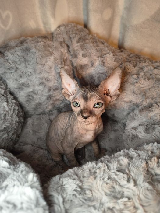 Nemi sfinks kanadyjski szylkret do rezerwacji