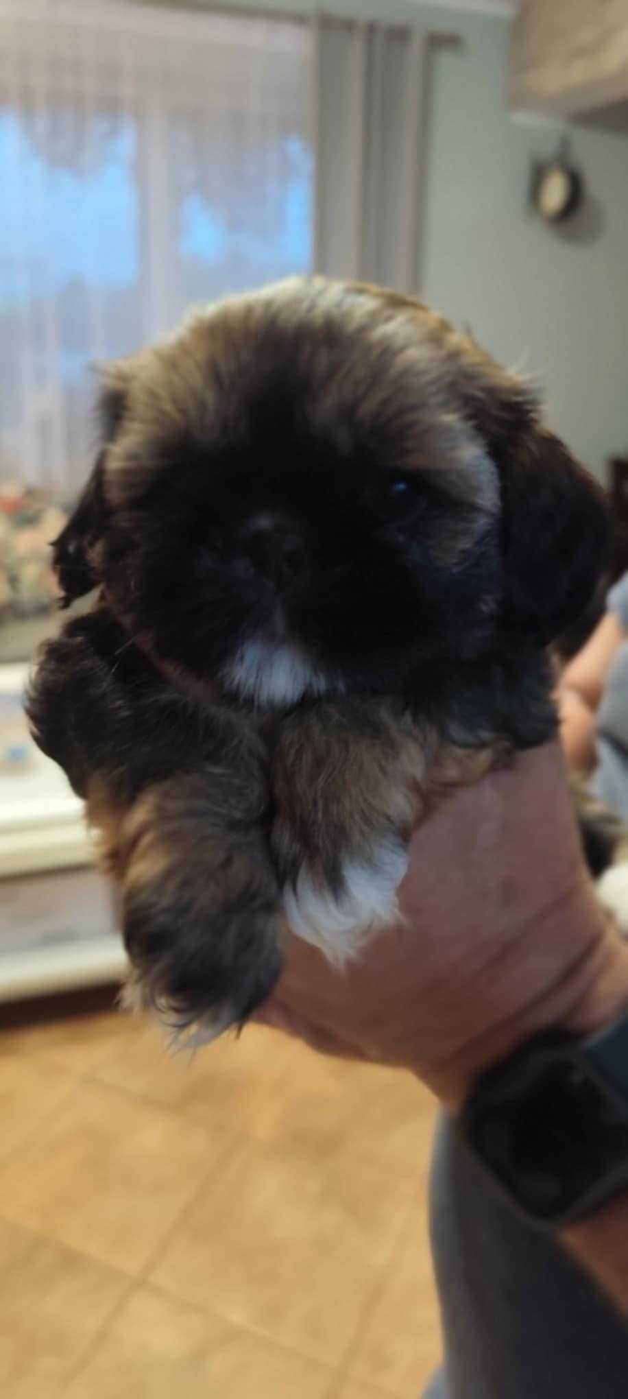 Szczeniaczek Shih-Tzu