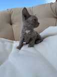 Kot Devon Rex z rodowodem WCF