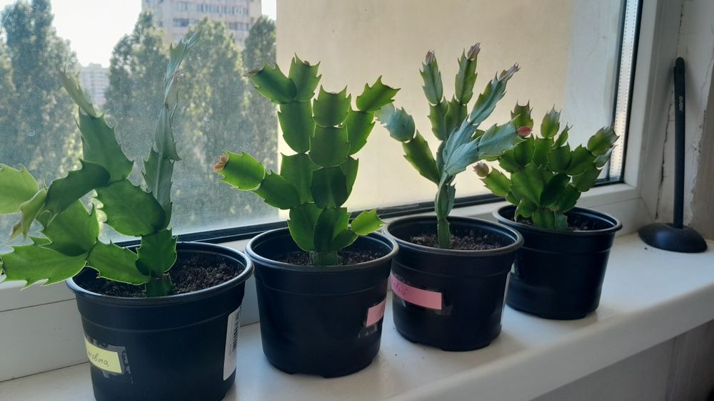 Королівські сортові бегонії