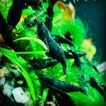Krewetki Neocaridina Green Jade 10 sztuk!