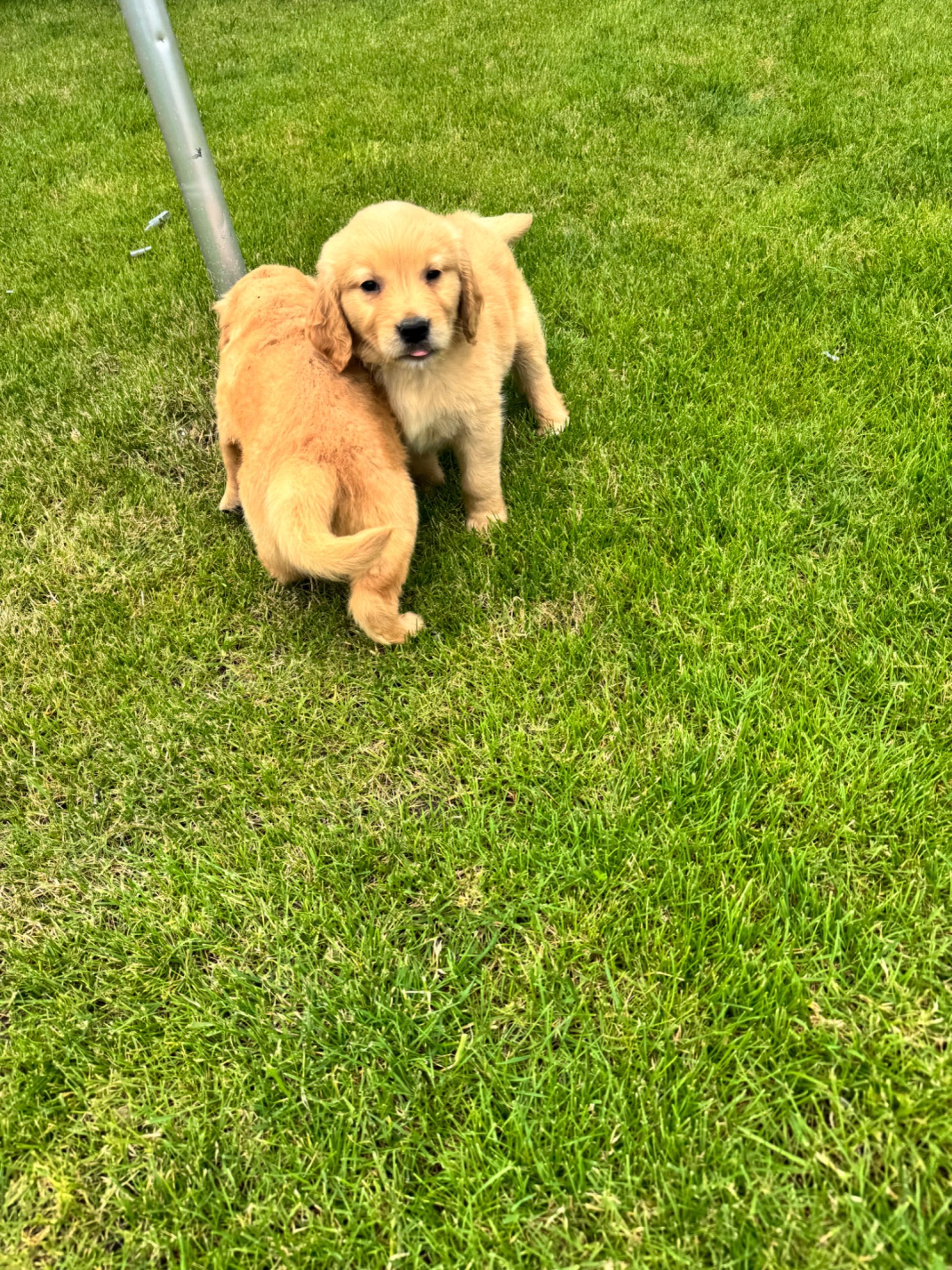 Golden retriever