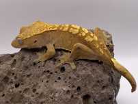 Samice i samce Gekona orzęsionego ( Correlophus  ciliatus )