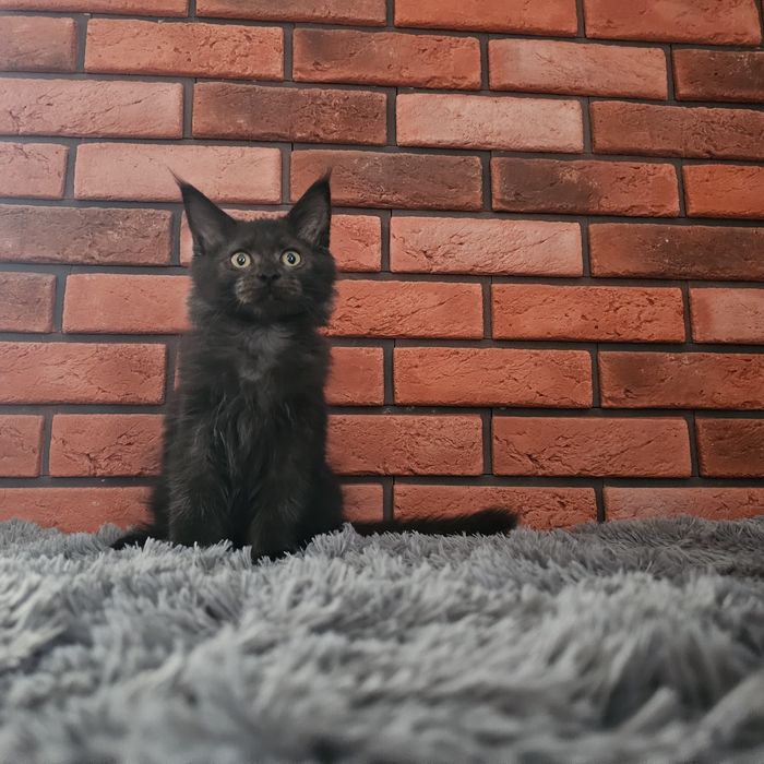 Maine coon rodowód fpl fife kocurek