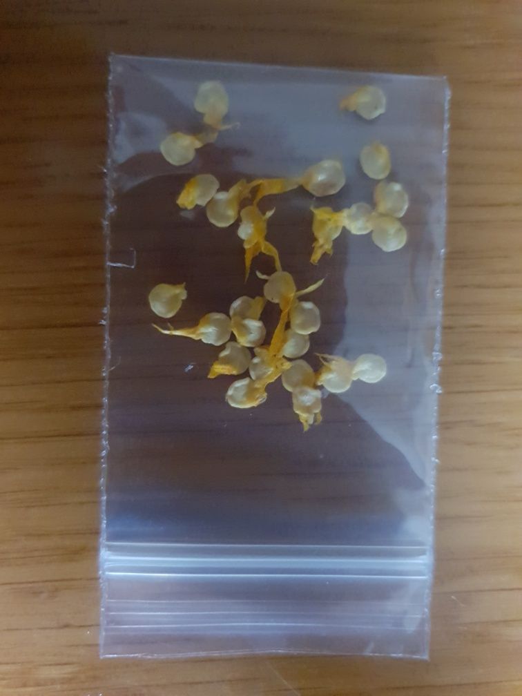 Carolina Reaper amarela, 20 sementes