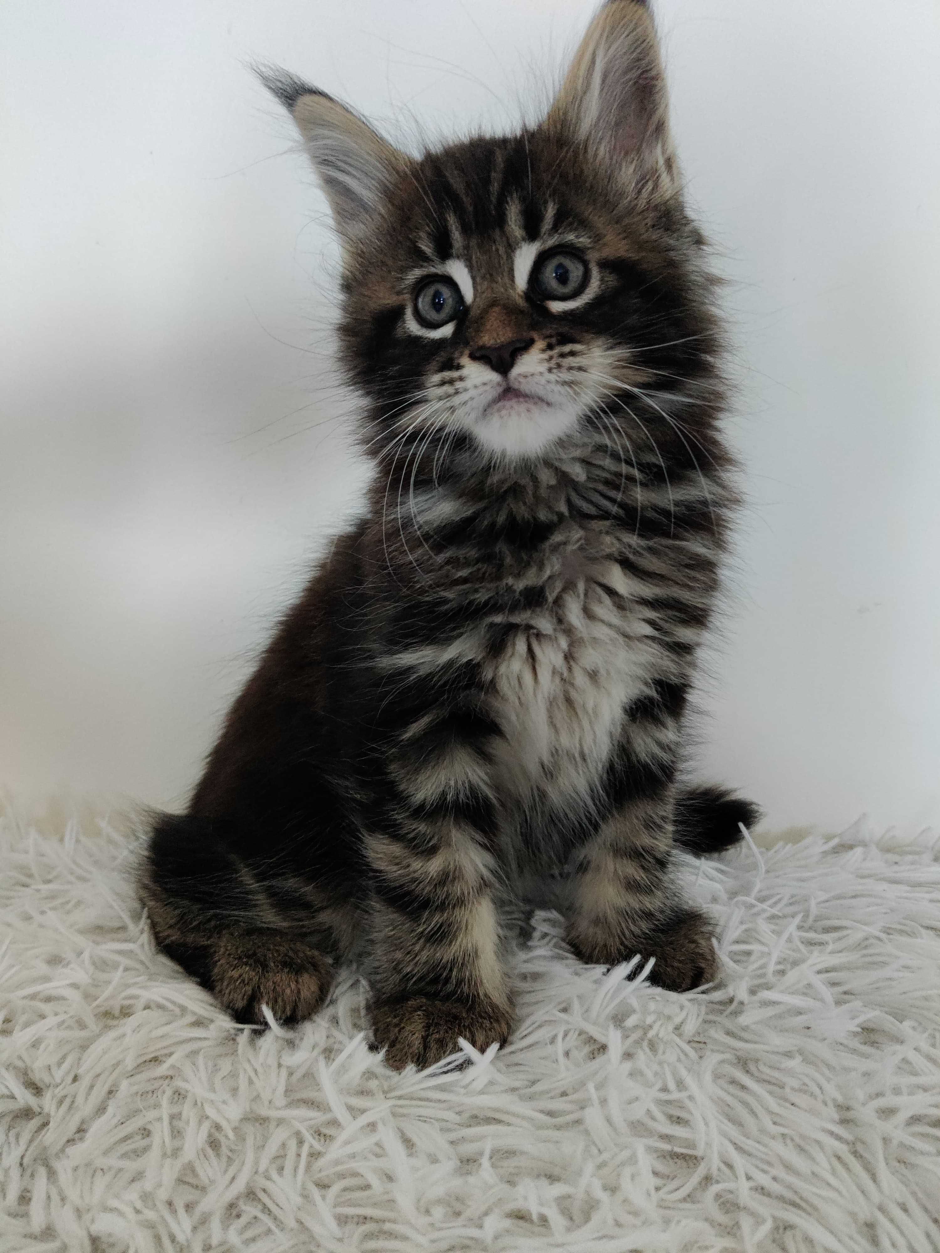 Maine Coon /FPL / kocurek