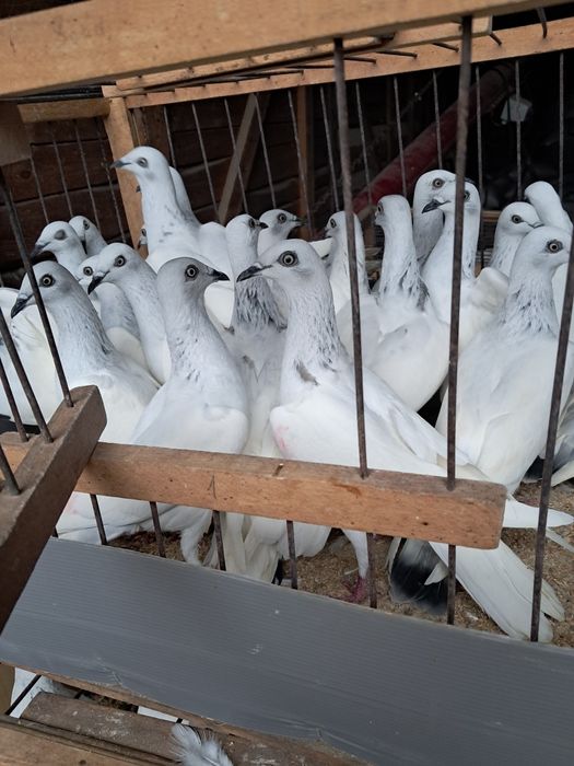 Sprzedam gołębie