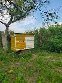 Бджолосім'ї бджолопакети відводки Бориспільський район