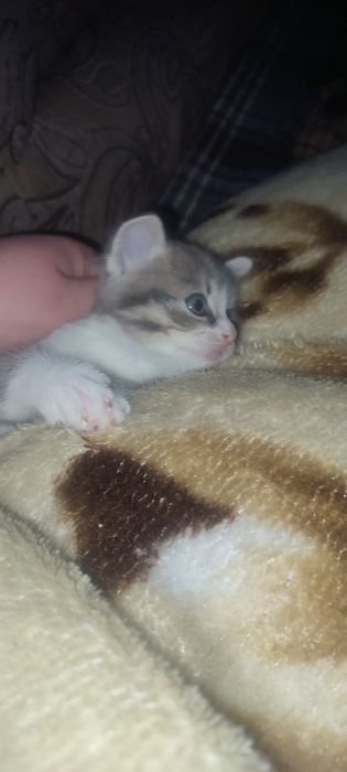 Кошенята в добрі руки