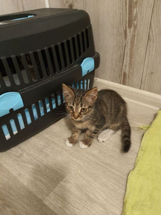 Кошенята 1,5 міс хлопчик та дівчата