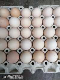 Zdrowe, smaczne, świeże jaja jajka wiejskie od rolnika FV