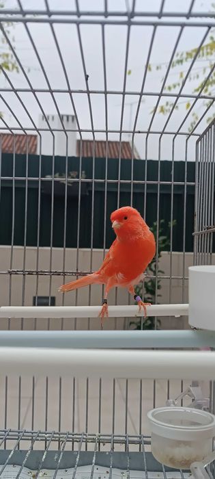 Canário vermelho nevado 2025