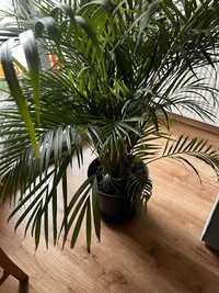 Dypsis lutescens Areca palma z ikea