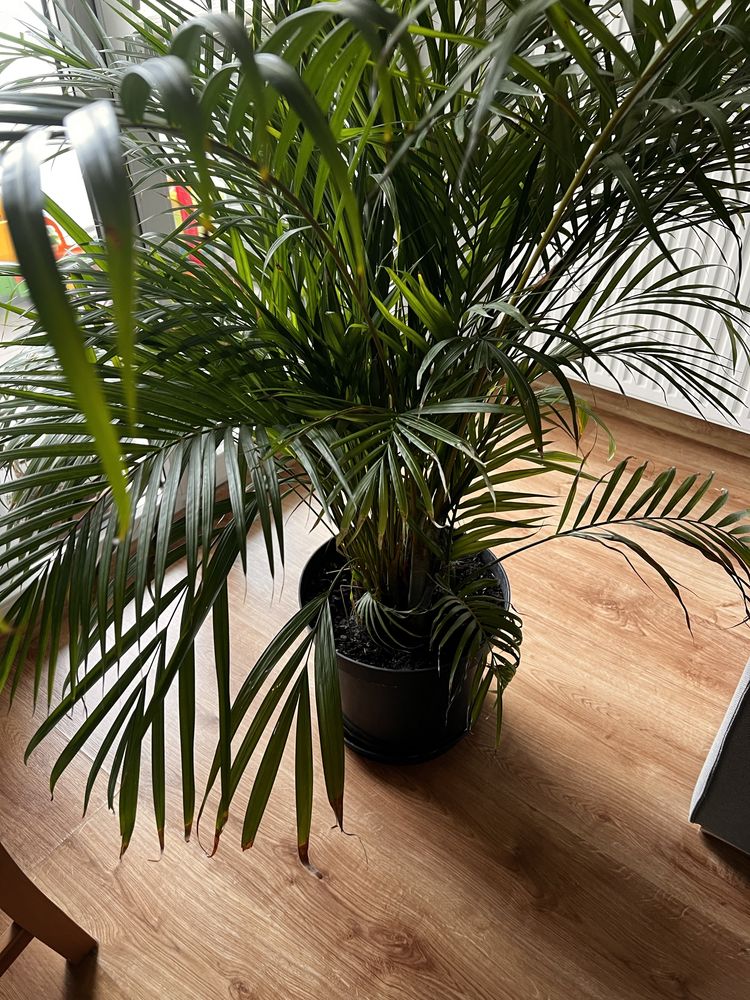 Dypsis lutescens Areca palma z ikea