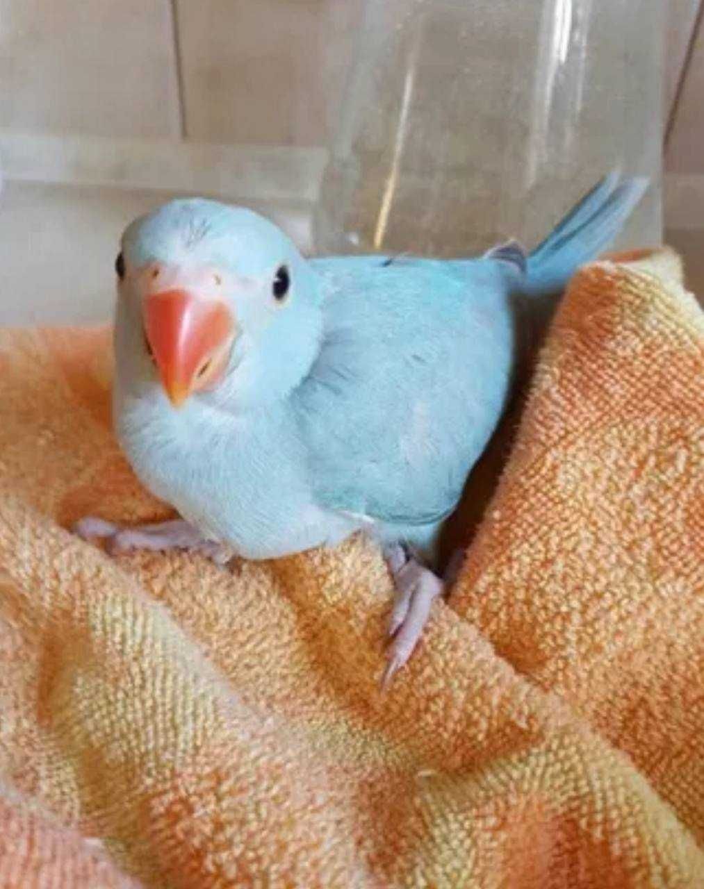 Птенчики великолепные ожерелового попугая