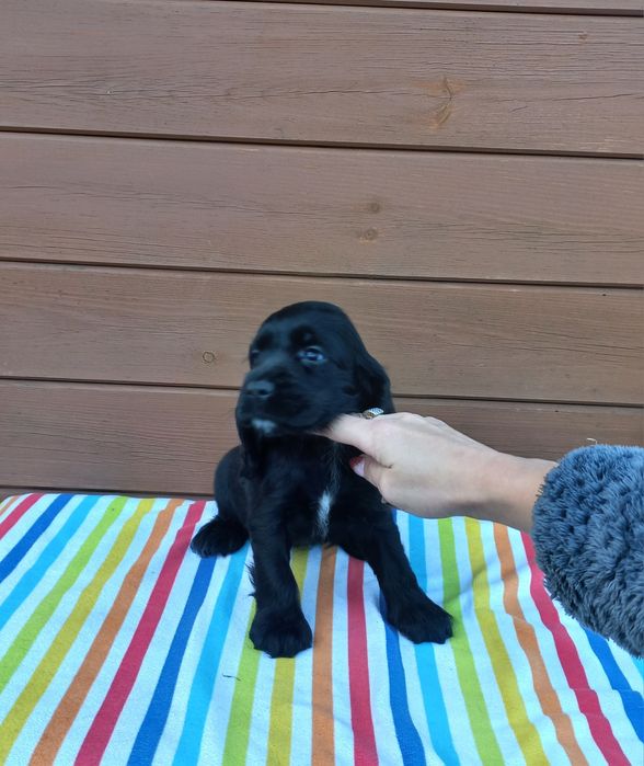 Cocker Spaniel Angielski Suczka