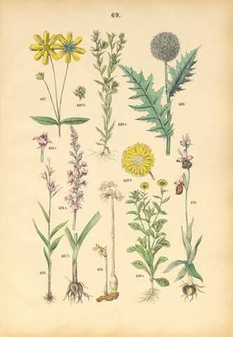 Kwiaty - Zielnik  reprodukcja XIX w. grafiki