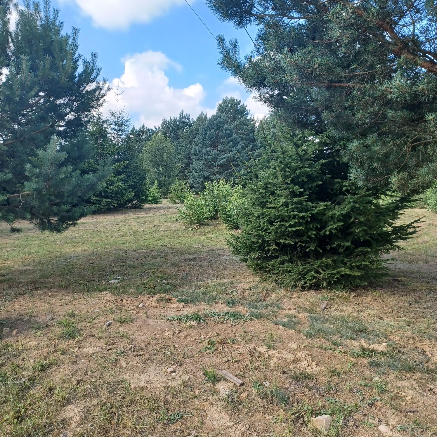 Urokliwa dzialka z WZ 9ar Szafarnia k/Nowe Miasto Lub
