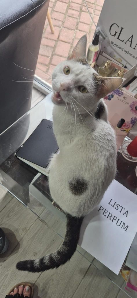 Kocurek Fredziu do adopcji