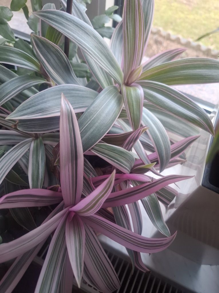 Reo meksykańskie variegata
