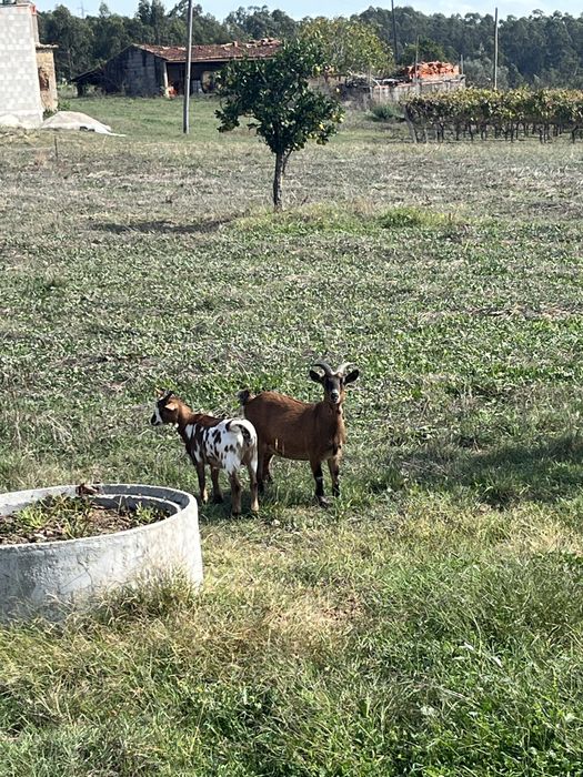 Cabras e chibo para venda