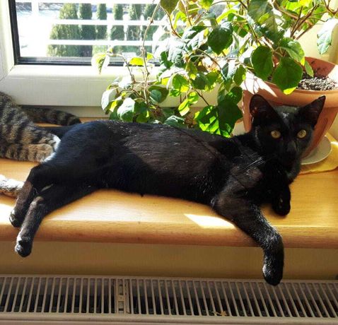 MIKA - kotka do adopcji do domu bez kotów