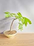 Bonsai Glicínia Wisteria