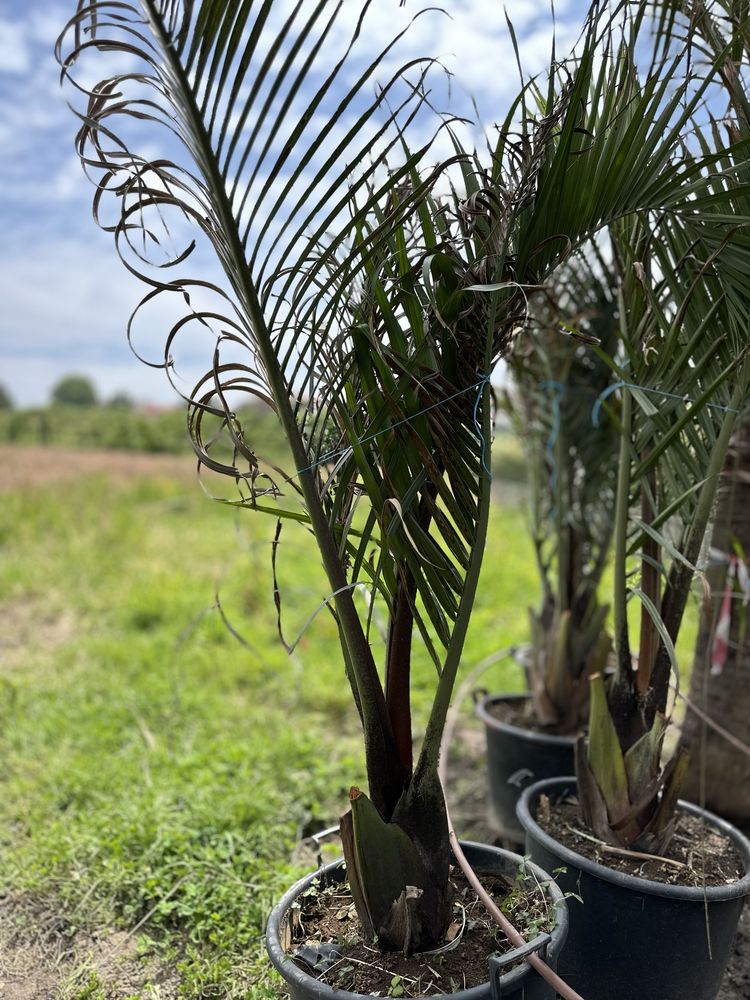 * Palmeira Triângulo* Dypsis Decaryi * Raras