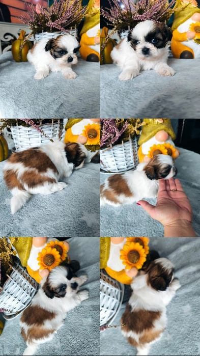 Piękna suczka shih tzu rodowód 4 pokoleniowy zhpr wyprawka chip umowa