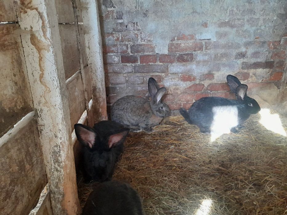 Sprzedam lub zamienię samice olbrzym belgijski
