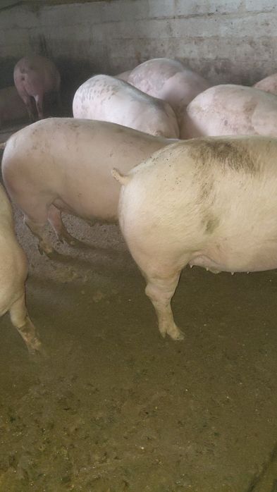 Свині беконні масою 180 кг