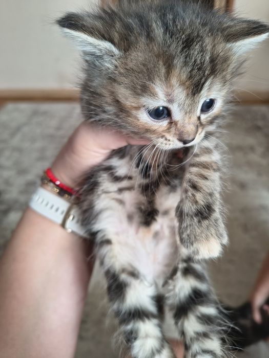 Kotki puchate szukają domu