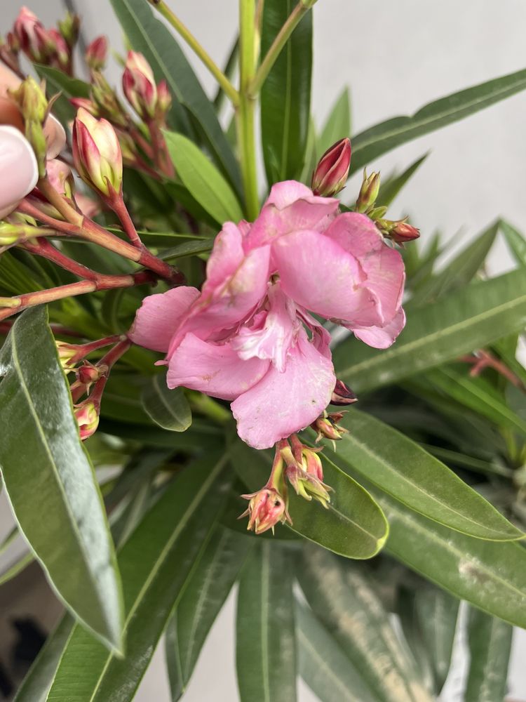 Oleander na pniu różowy kalisz wysyłka