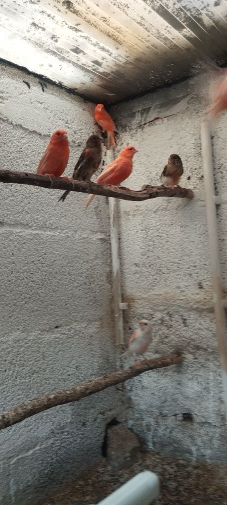 Canarios de qualidade