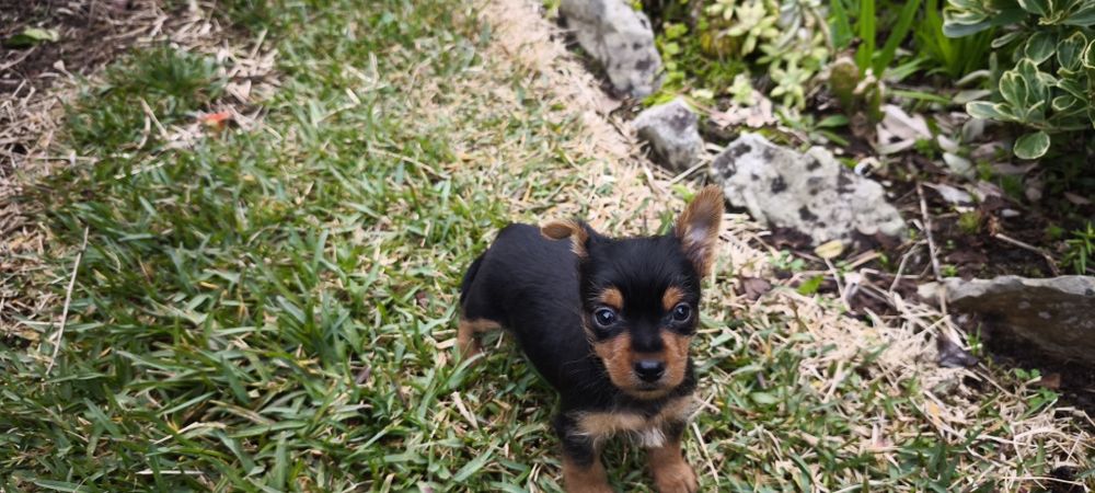 Yorkshire Terrier miniatura criado em ambiente familiar